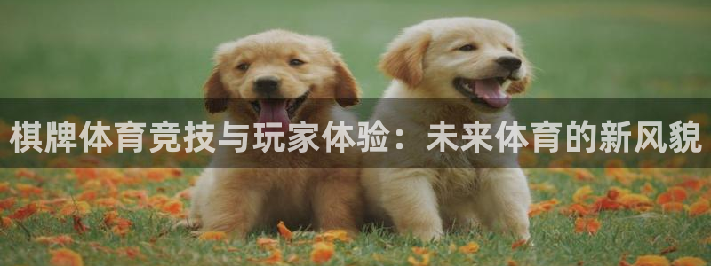 谈球吧体育：棋牌体育竞技与玩家体验：未来体育的新风貌